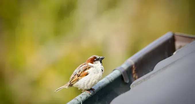 Anidamiento de Aves en los Canalones
